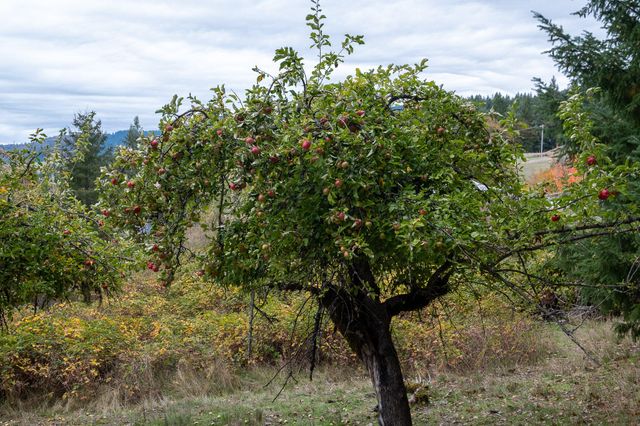 2281 Burgess Ranch Road, Zenia, CA 95595