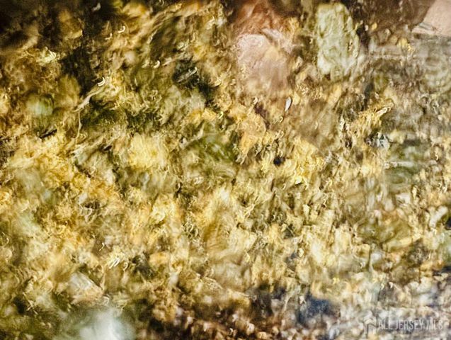 1 Spring Street 1806, New Brunswick, NJ 08901