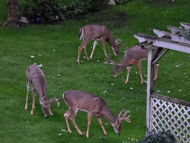 1930 127th Circle NW, Coon Rapids, MN 55448