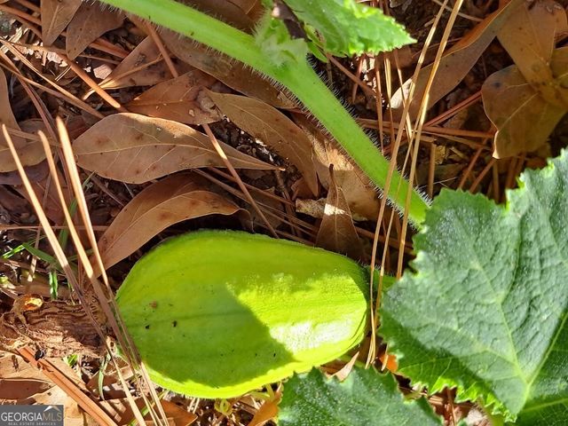 2601 Ridgewood Lane, Albany, GA 31707