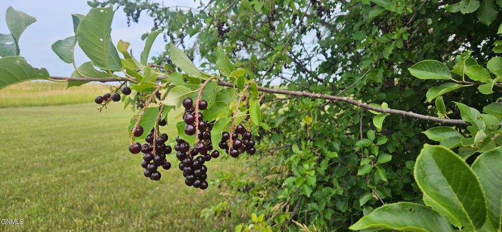 798 Fort Rice Street, Fort Rice, ND 58554 photo 5