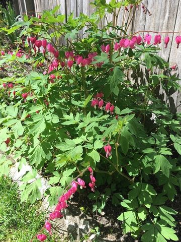 142 Abbott St, North Andover, MA 01845