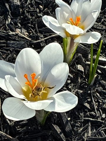 142 Abbott St, North Andover, MA 01845