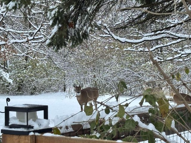 1143 Cecelia Avenue, Park Hills, KY 41011