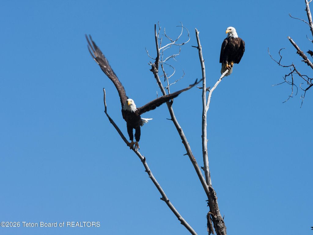 1225 MUNGER MOUNTAIN Road, Jackson, WY 83001 photo 5