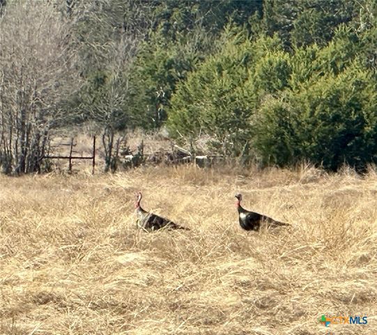 1950 County Road 299, Gatesville, TX 76528