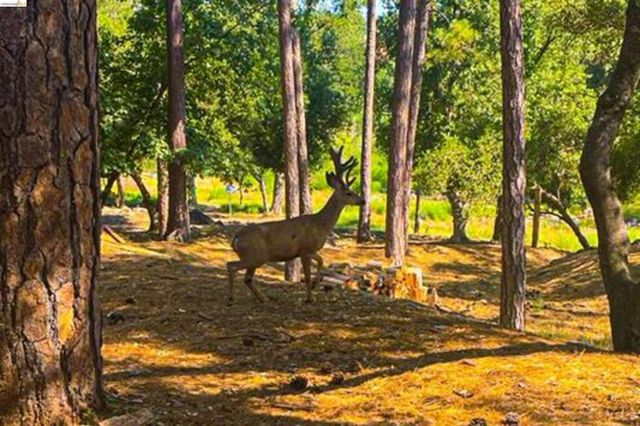 18996 Digger Pine St., Groveland, CA 95321