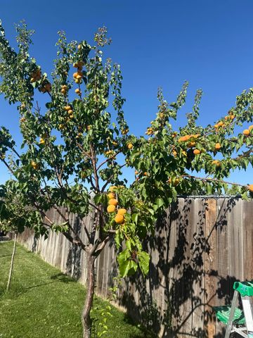 2522 N Snow Hawk, Kuna, ID 83634