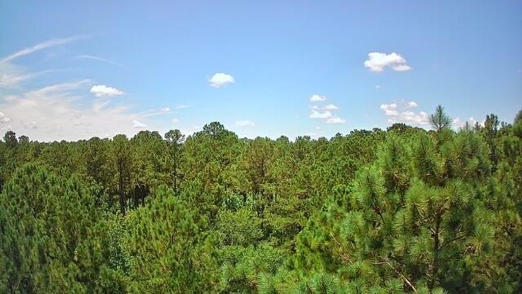 0 Nursery Road, Reevesville, SC 29471