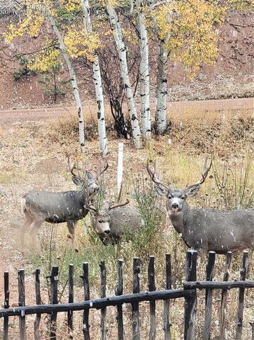 325 Willow Road, Divide, CO 80814
