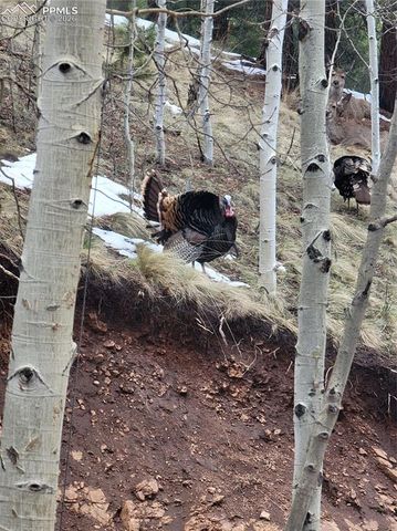 325 Willow Road, Divide, CO 80814