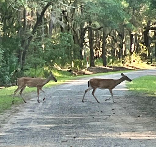 861 Edding Creek Drive, Edisto Island, SC 29438