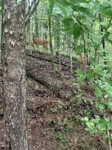 1812 Springfield Hwy, Goodlettsville, TN 37072