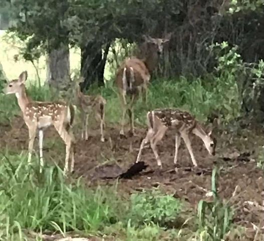 0 Bay Hill, Huntsville, TX 77340