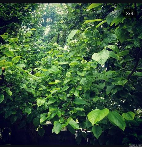 109 S Adams Street, Mena, AR 71953