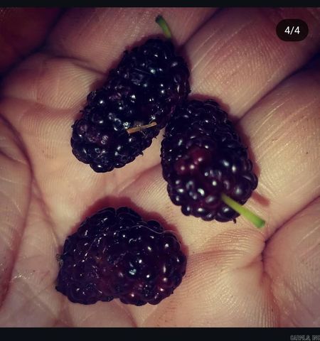 109 S Adams Street, Mena, AR 71953