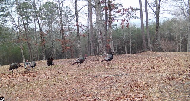 978 Press Pickett Road, Whitwell, TN 37397