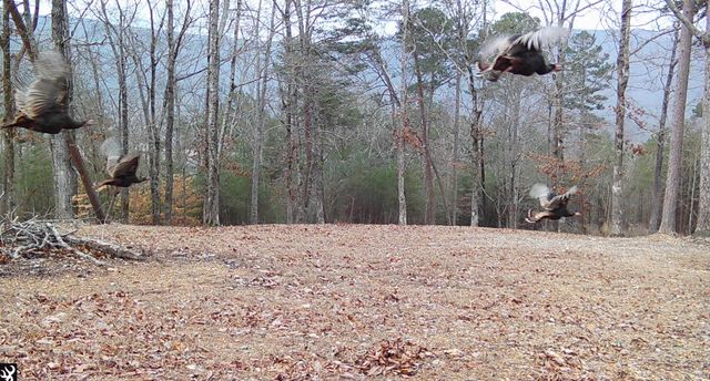 978 Press Pickett Road, Whitwell, TN 37397