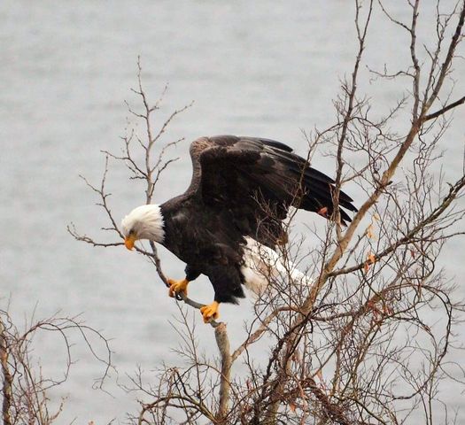 700 Emerald Pointe Drive 302, Hollister, MO 65672