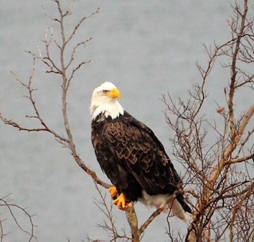 700 Emerald Pointe Drive 302, Hollister, MO 65672