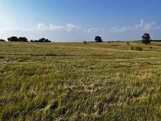 tbd FM 2930 Highway, Blooming Grove, TX 76626