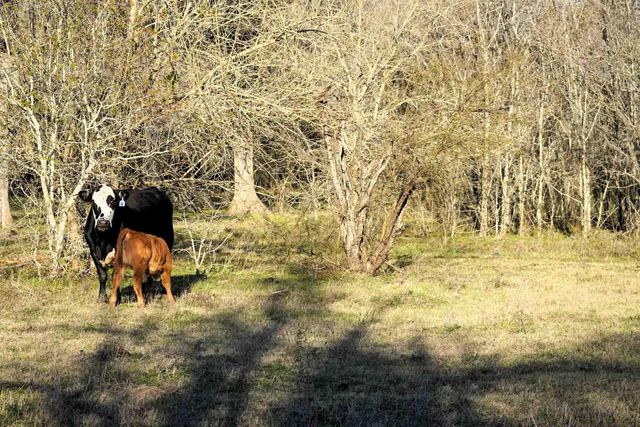 1458 Fm-1458, Pattison, TX 77423