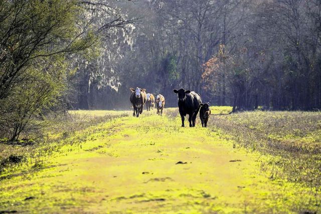 1458 Fm-1458, Pattison, TX 77423