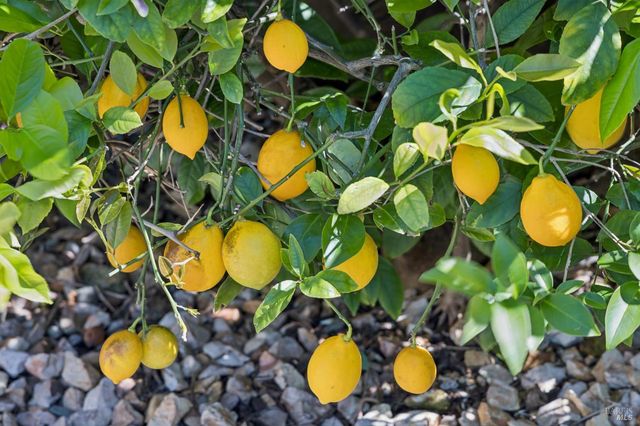 29 Andreas Cir, Novato, CA 94945