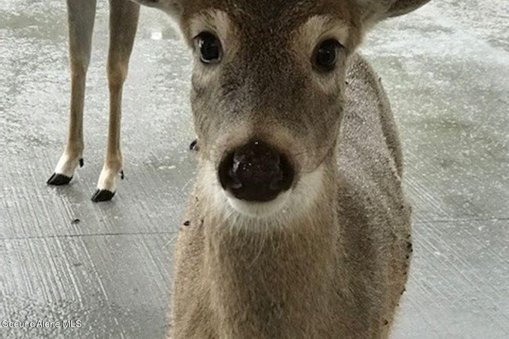 2177 E Totten Ln, Dalton Gardens, ID 83815 photo 19