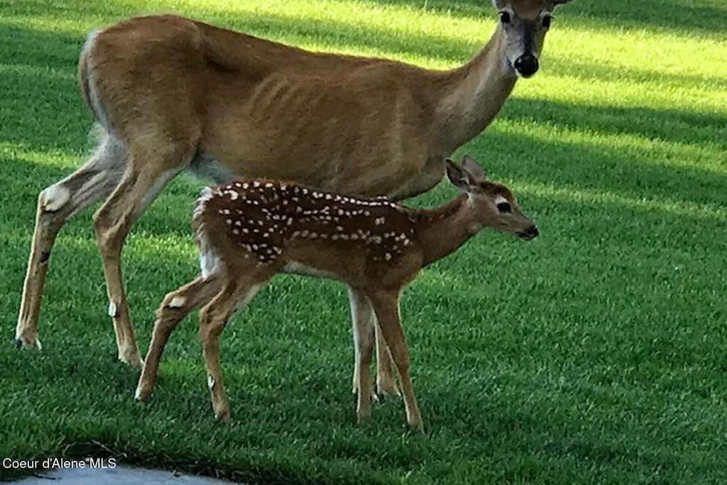 2177 E Totten Ln, Dalton Gardens, ID 83815 photo 42