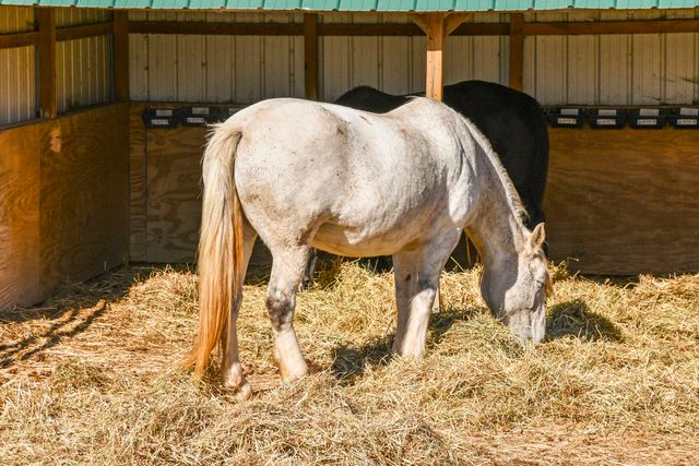 465 E War Horse Lane, Willard, MO 65781