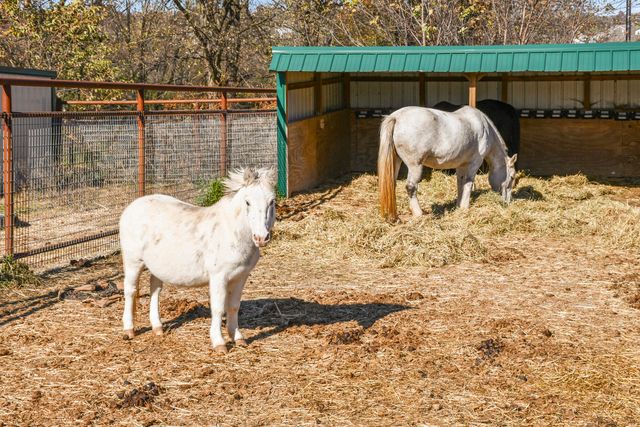 465 E War Horse Lane, Willard, MO 65781