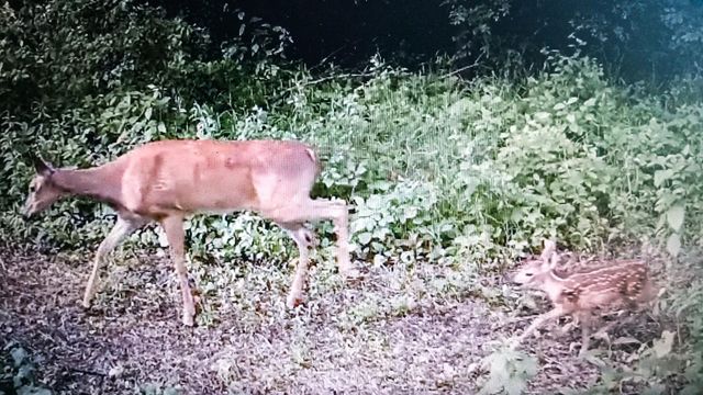 2732 State Highway 9, Ada, MN 56510