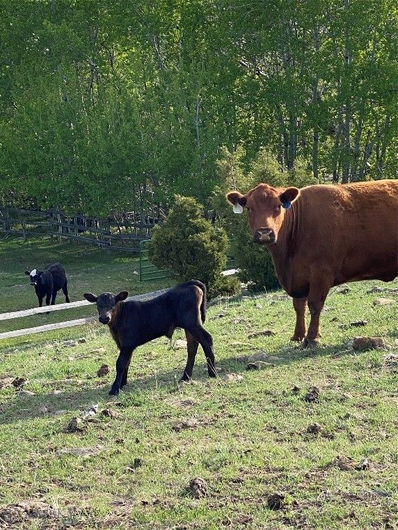 5845 Dry Creek Ranch Road, Whitehall, MT 59759 photo 38