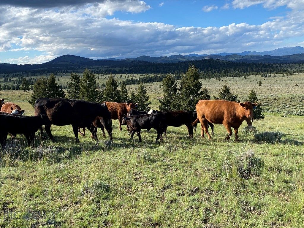 5845 Dry Creek Ranch Road, Whitehall, MT 59759 photo 9
