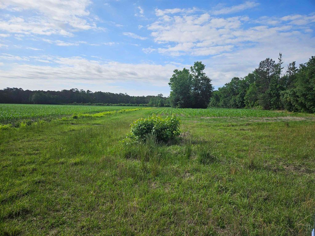 40ac Willoughby Rd., Nichols, SC 29581 — photo 3