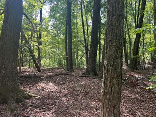 22.5 ac Hwy 2, Blue Ridge, GA 30513