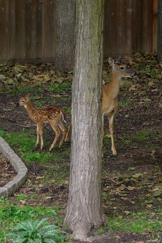 636 Quaker Road, Chappaqua, NY 10514