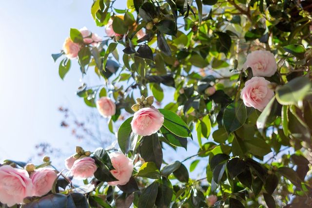 1106 Cragmont Ave, Berkeley, CA 94708