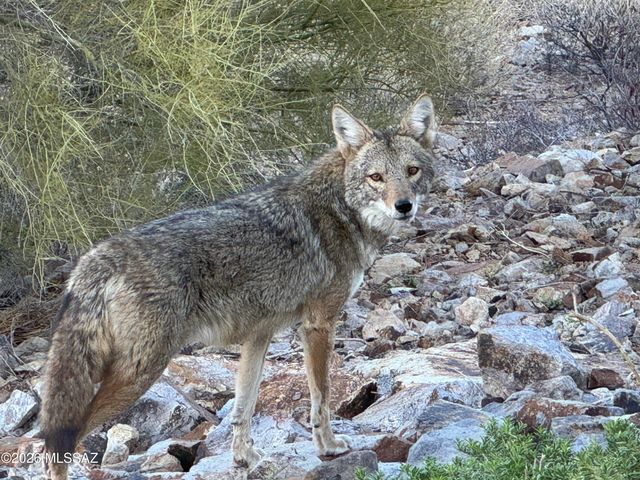 3955 W Coyote Ridge Trail, Tucson, AZ 85746