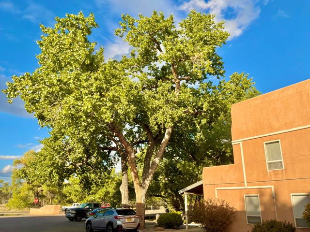 230 Cynthia Court NW A, Albuquerque, NM 87114