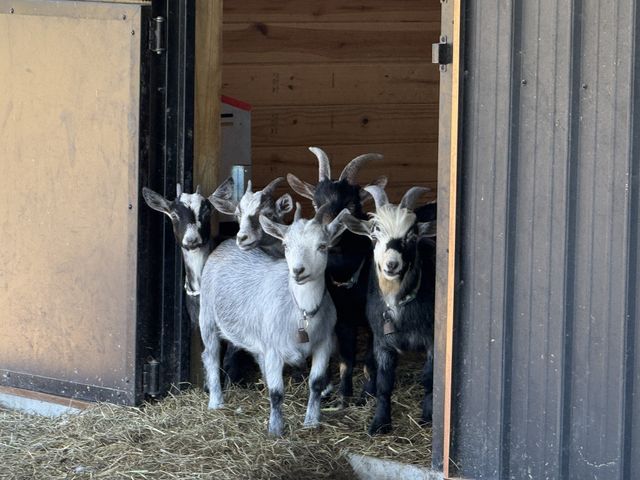 128 Emma Ln, Hohenwald, TN 38462