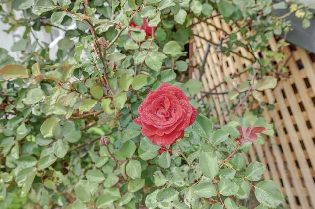 618 Walsh St, Grass Valley, CA 95945