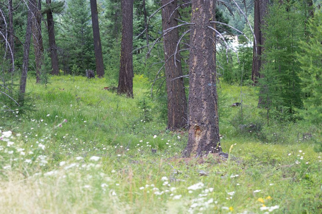 Address To Be Determined The Woodlands Lot 9, Whitefish, MT 59937 photo 4