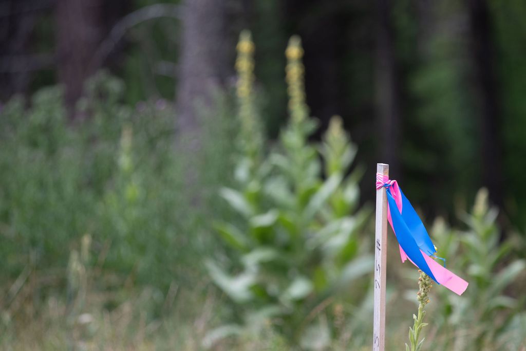 Address To Be Determined The Woodlands Lot 9, Whitefish, MT 59937 photo 8