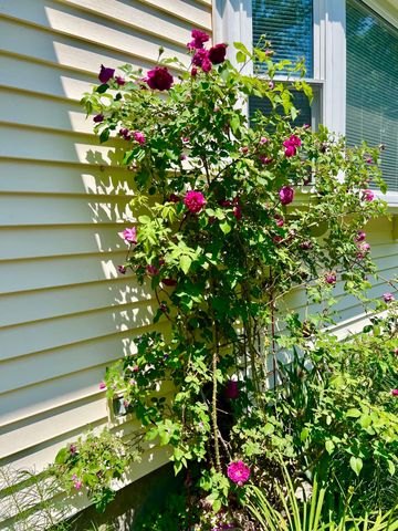 29 Spaulding Street, Milford, NH 03055