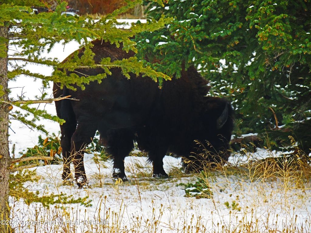 6300 N ASPEN Drive, Jackson, WY 83001 photo 37