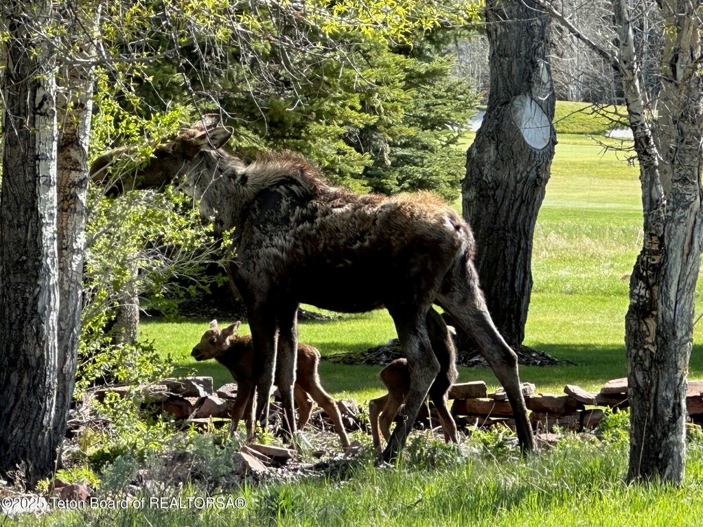 6300 N ASPEN Drive, Jackson, WY 83001 photo 40