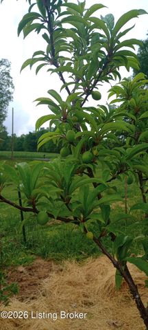 585 Roscoe Veazey Rd, Manitou, KY 42436