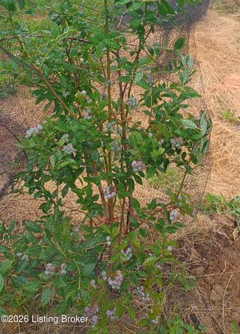 585 Roscoe Veazey Rd, Manitou, KY 42436